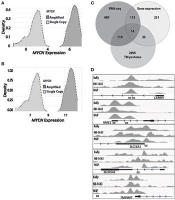 CAMKV Is a Candidate Immunotherapeutic Target in MYCN Amplified Neuroblastoma
